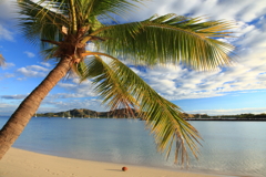 Falling coconut