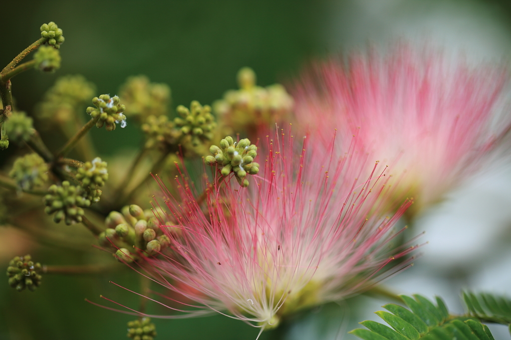 ねむの花