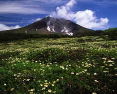 旭岳とチングルマ