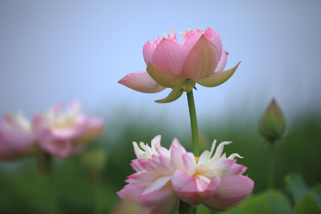 lotus flower　3