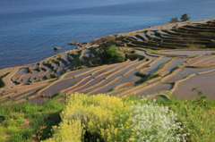 海山情景4