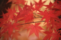 秋の色　2