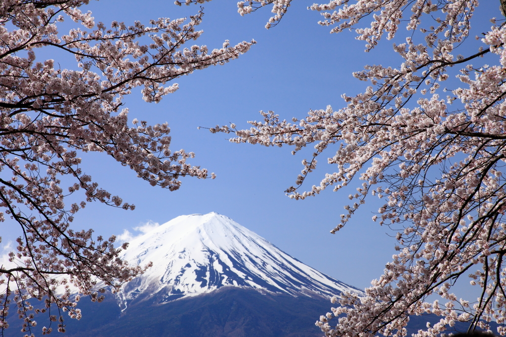 桜