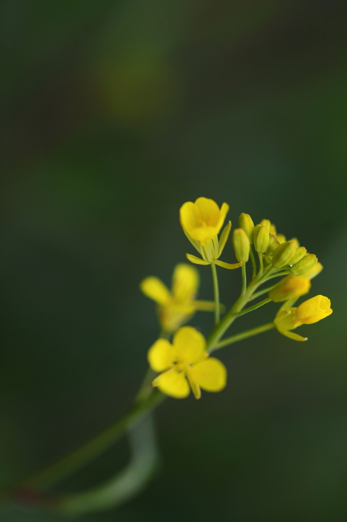 菜の花　Ⅱ