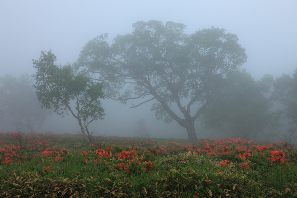 Foggy Tree