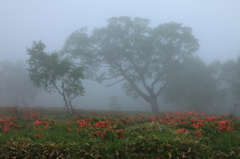 Foggy Tree