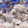 春本番　１