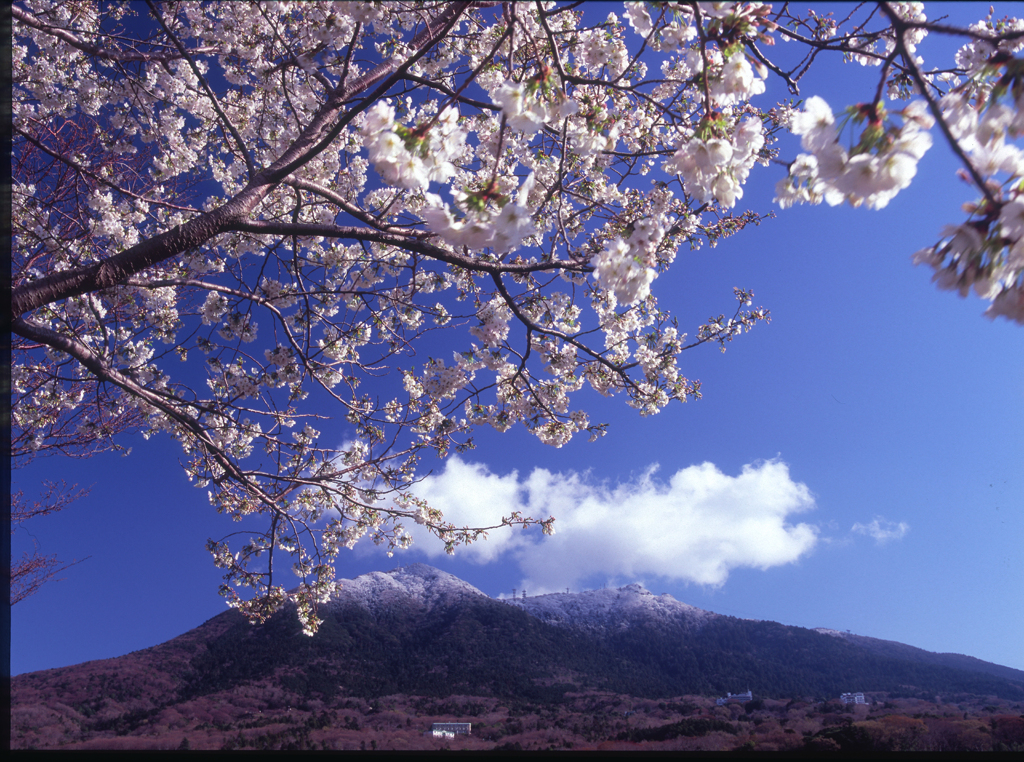 つくばの桜