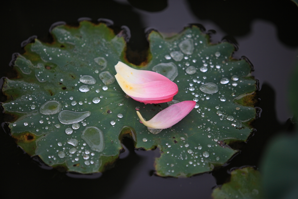 lotus flower　その他　3