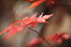 秋の色　1
