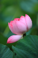 lotus flower 1