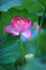 八重の花びら