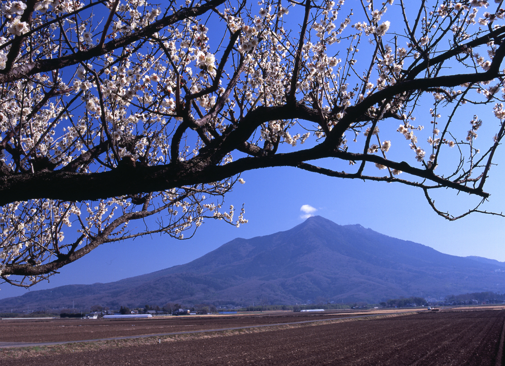 梅と筑波山