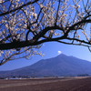 梅と筑波山
