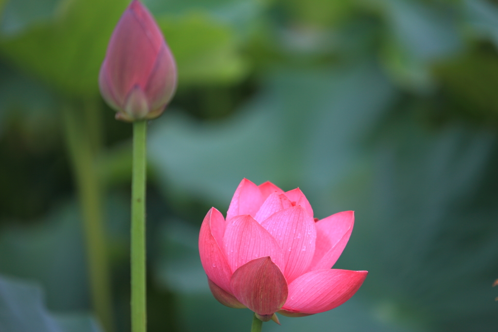 lotus flower　2