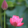 lotus flower　2