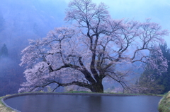 駒つなぎの桜