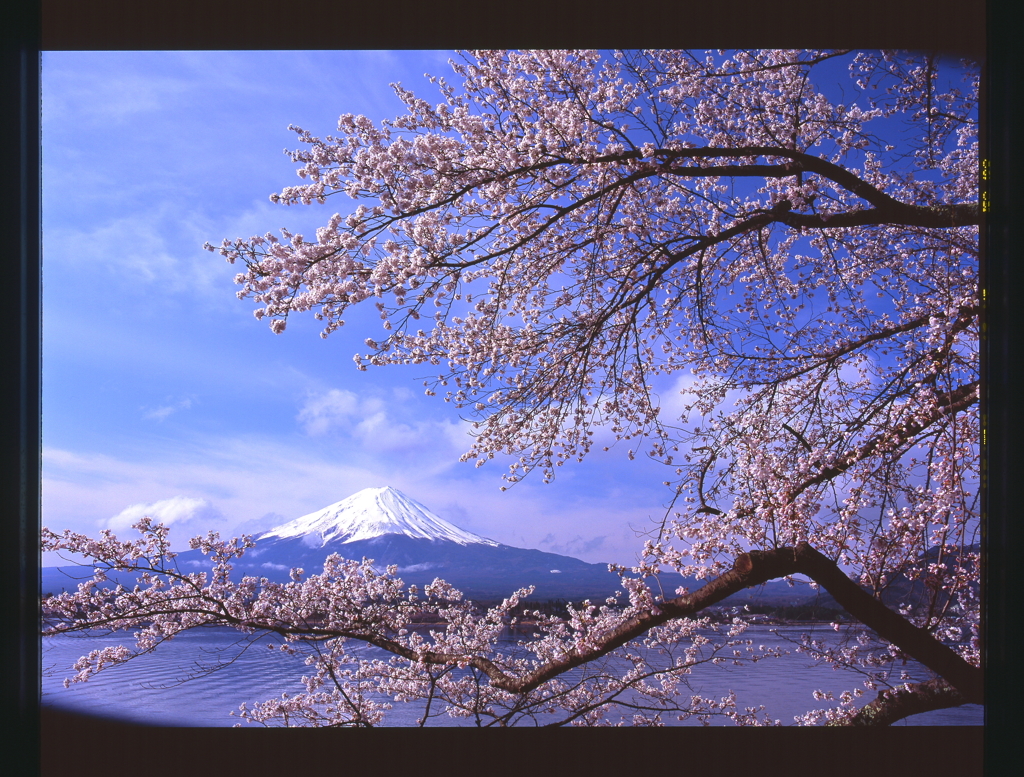 富士桜