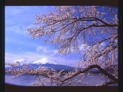 富士桜