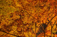 IMGP0902