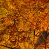 IMGP0902