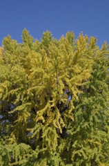 IMGP0955
