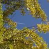 IMGP0949