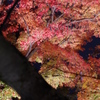 IMGP0824