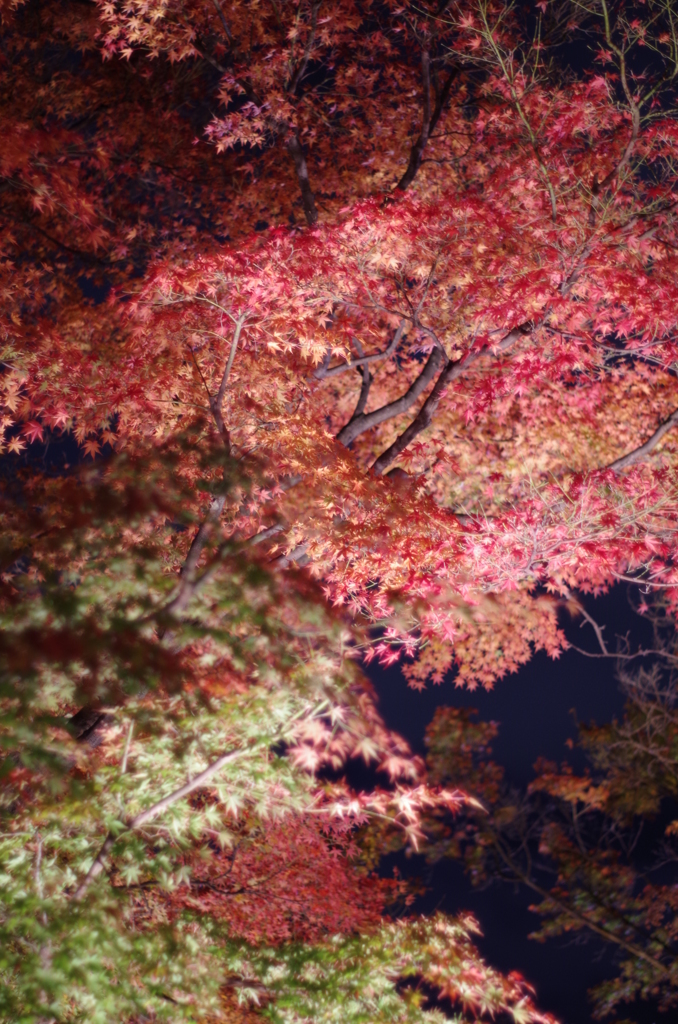 IMGP0828