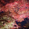 IMGP0828