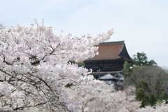 さくら1