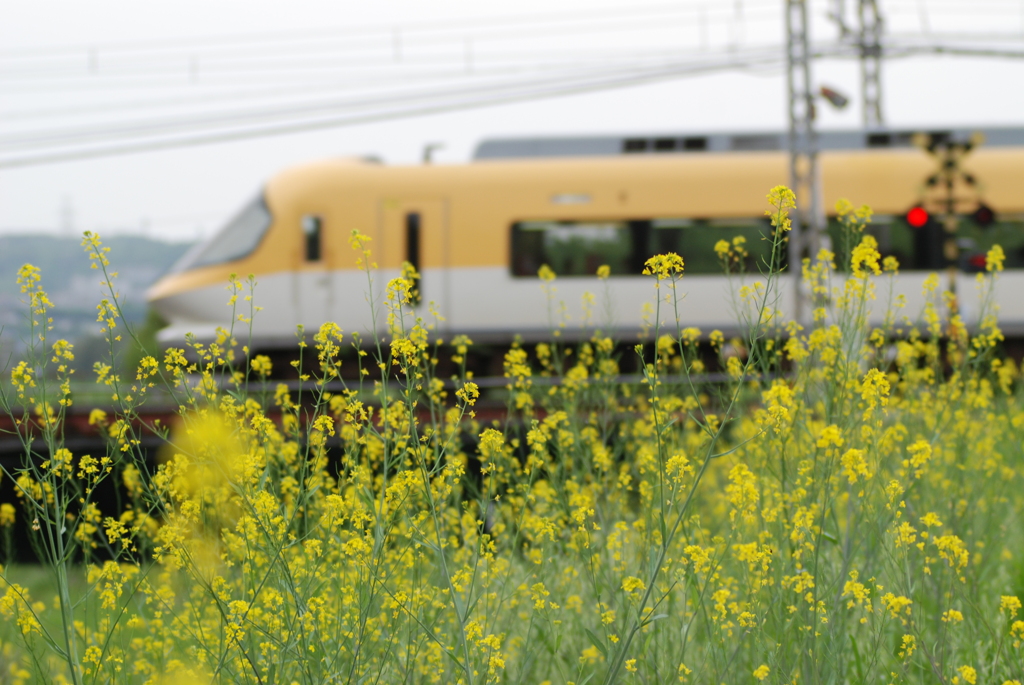 菜の花と伊勢志摩ライナー