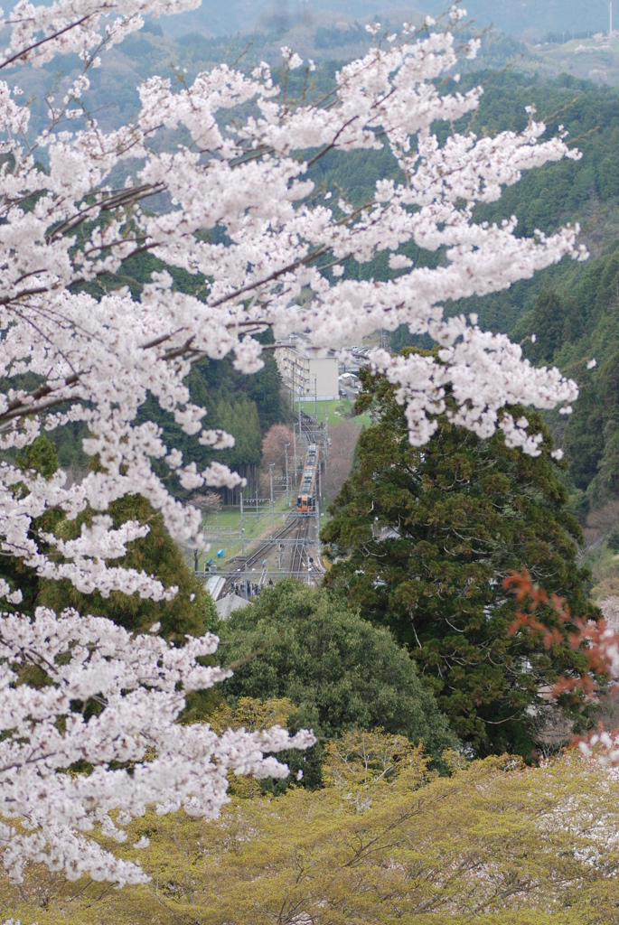さくらと近鉄特急