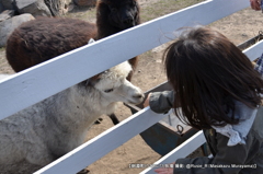 ビバアルパカ牧場
