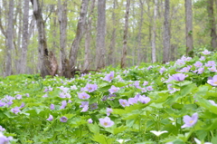 シラネアオイ 北邦野草園