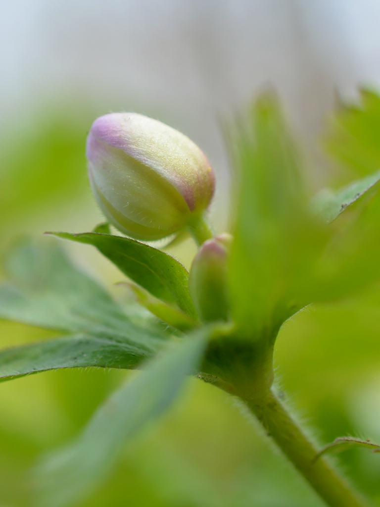 イマ