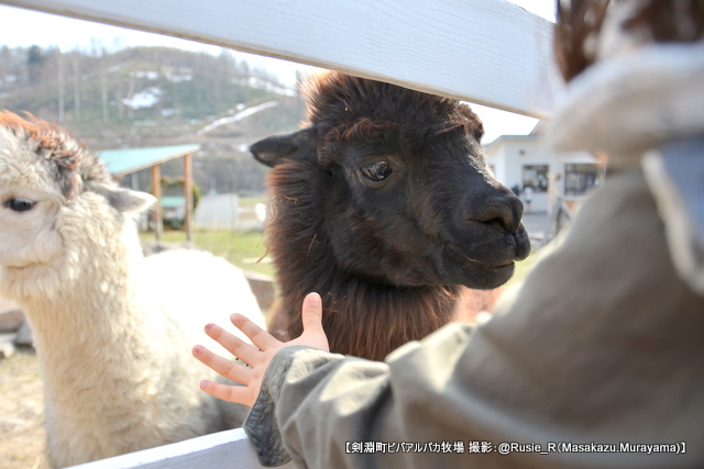 ビバアルパカ牧場