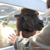 ビバアルパカ牧場