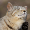 サバトラ猫