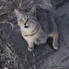 サバトラ猫