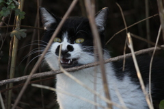 猫ドラキュラ伯爵、現る！