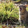 サバトラ猫