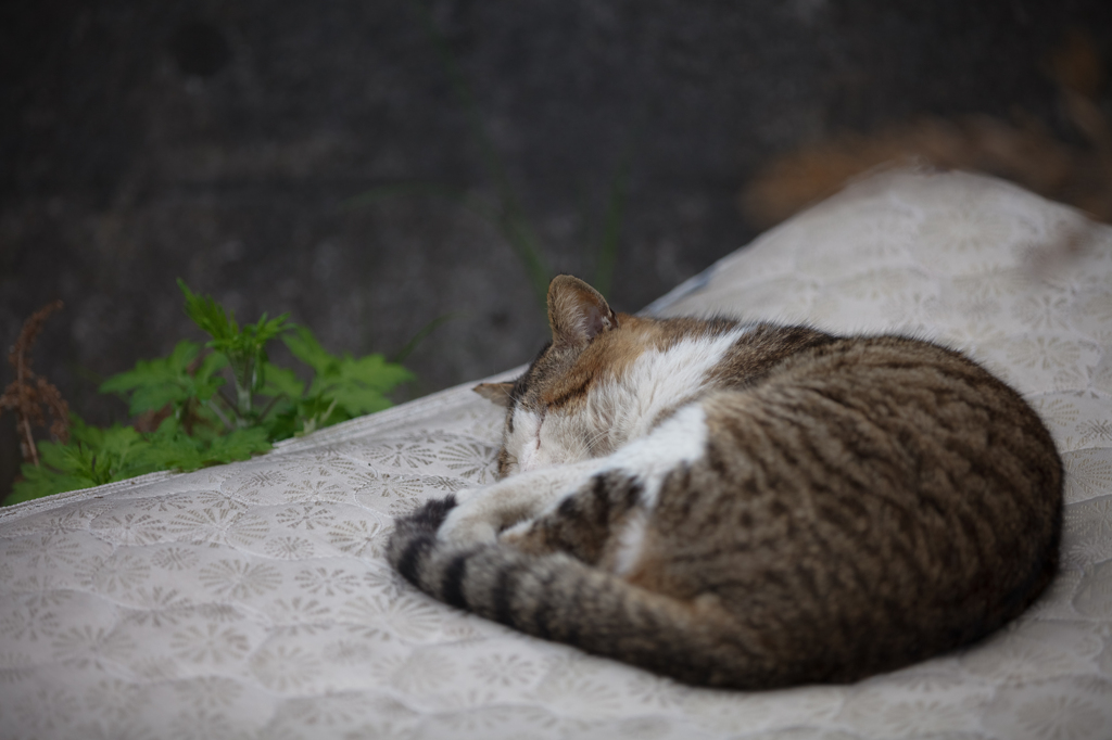 あさきゆめみし