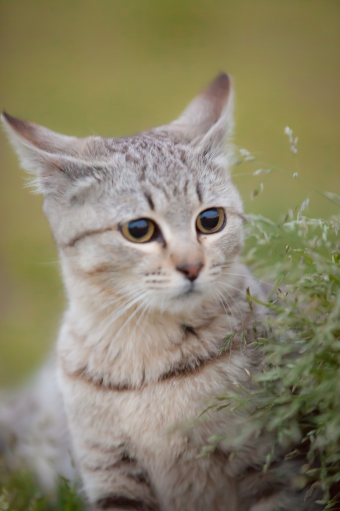 子猫、咲いた