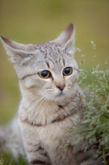 子猫、咲いた