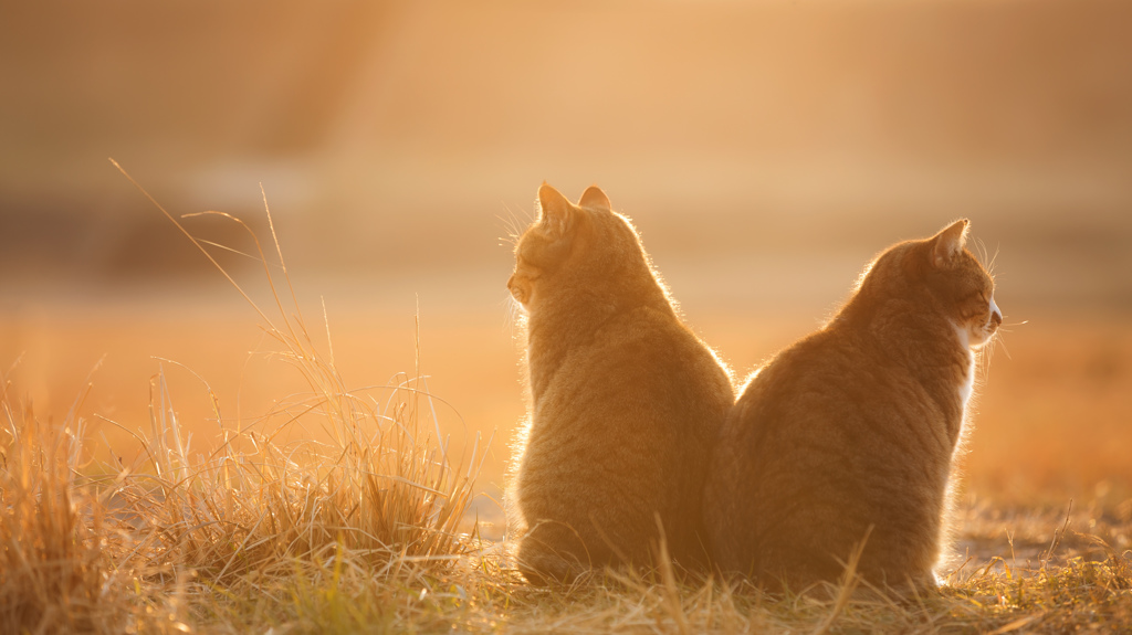 黄金の夕暮れ