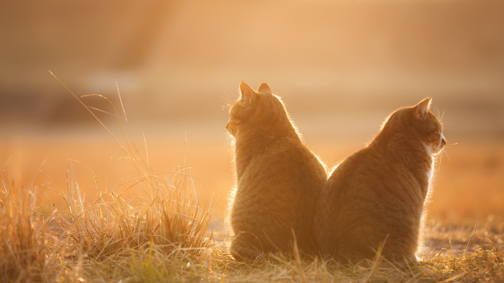 黄金の夕暮れ