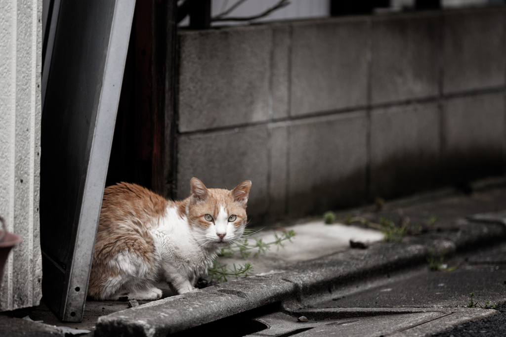 通り雨