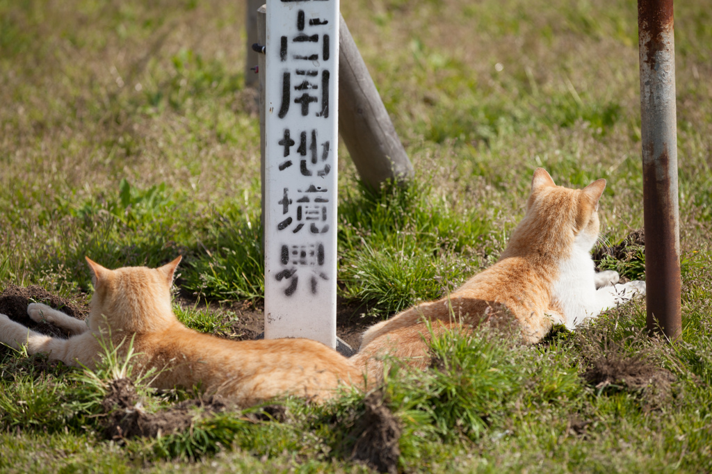 絶対防衛猫ライン