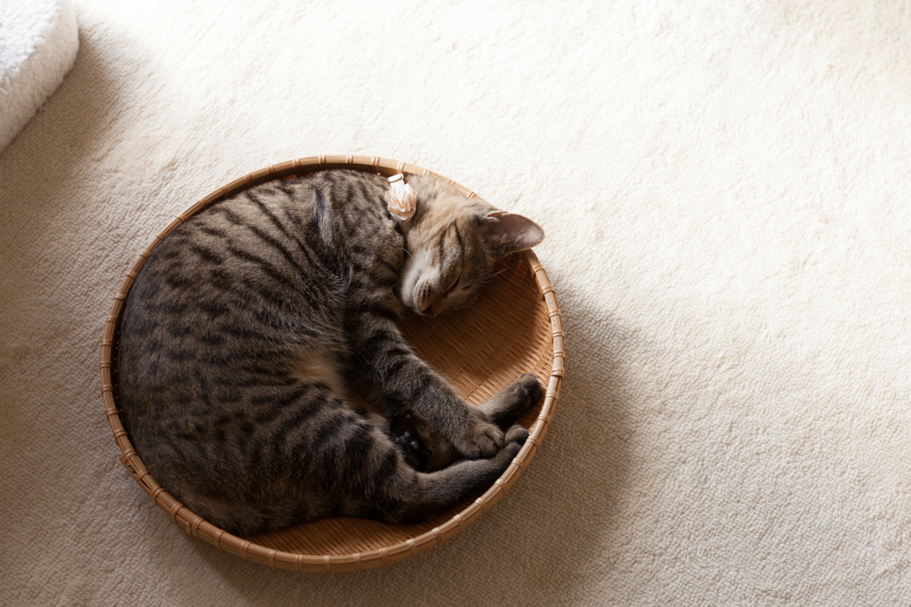Cat Moon